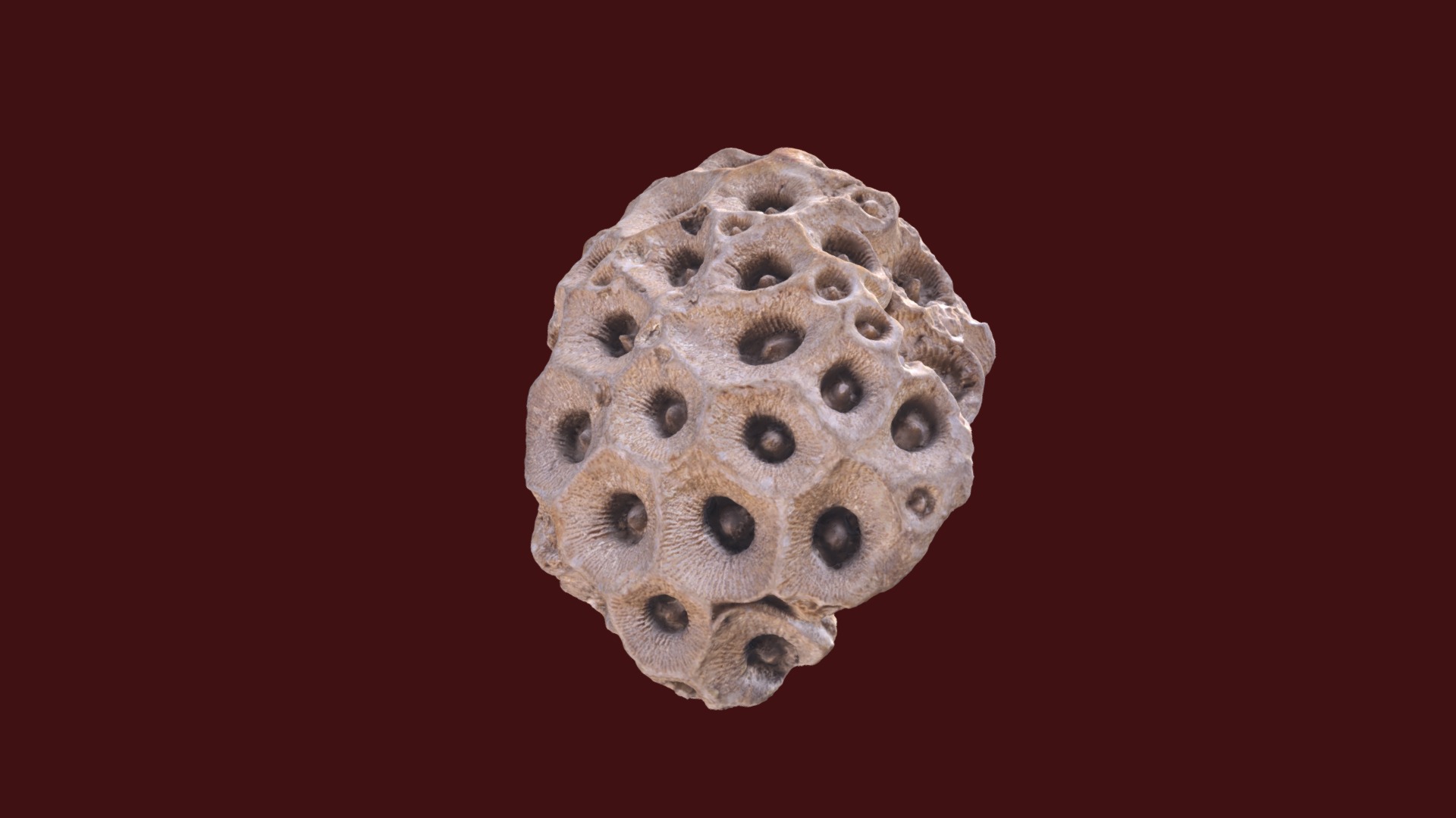 3D model Pleurodictyum sp. - This is a 3D model of the Pleurodictyum sp.. The 3D model is about a skull with many holes.