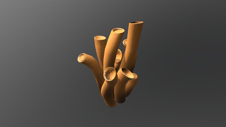 Tube Coral 3D Model
