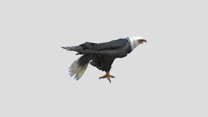 Rigged Eagle 3D Model 3D Model