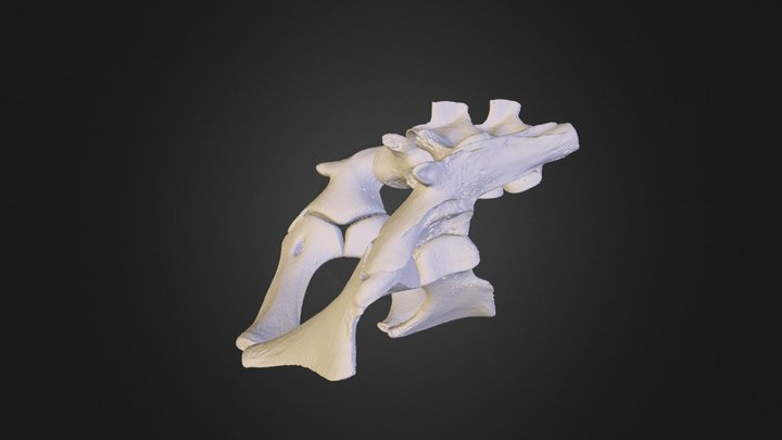 UMZC R.19190 Varanus salvator pelvis 3D Model