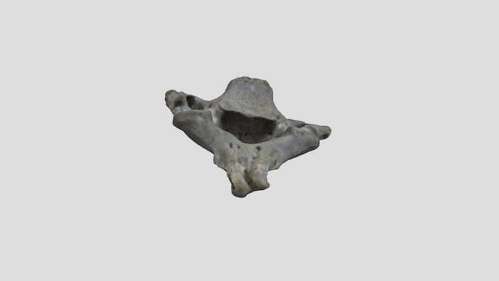 Axial-skeleton 3D models - Sketchfab