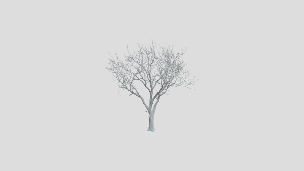 Olive Tree Dead Tall