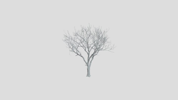Olive Tree Dead Tall