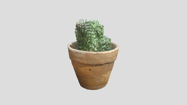 cactus photoscan 3D Model