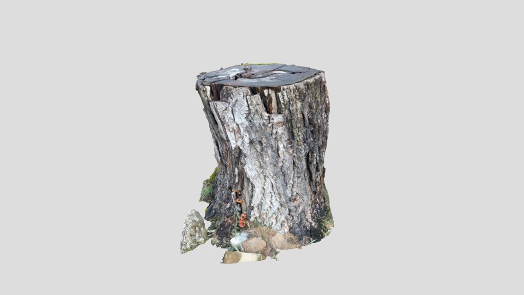 Cut Down Stump