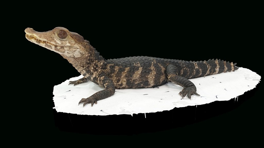 Model 32 - Cuvier's Dwarf Caiman