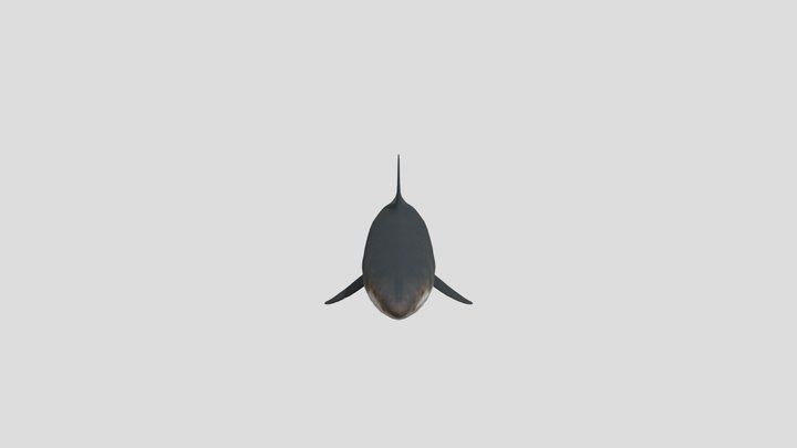 tubarão 3D Model