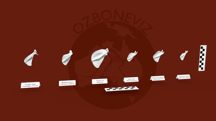 Small mammal scapula 3D Model