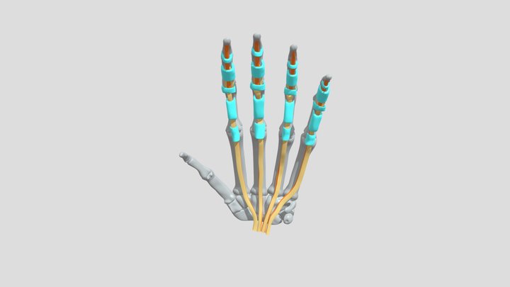 Hand Pulleys and Tendons 3D Model