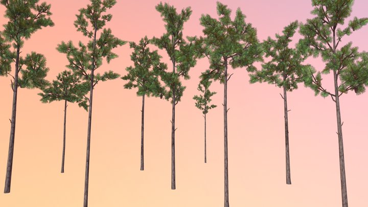 Longleaf pine (Pinus palustris) 3D Model