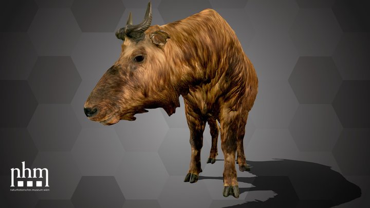 Takin (NHMW-ZOO-MAMM-ST382) – Kostenloses 3D-Modell STL