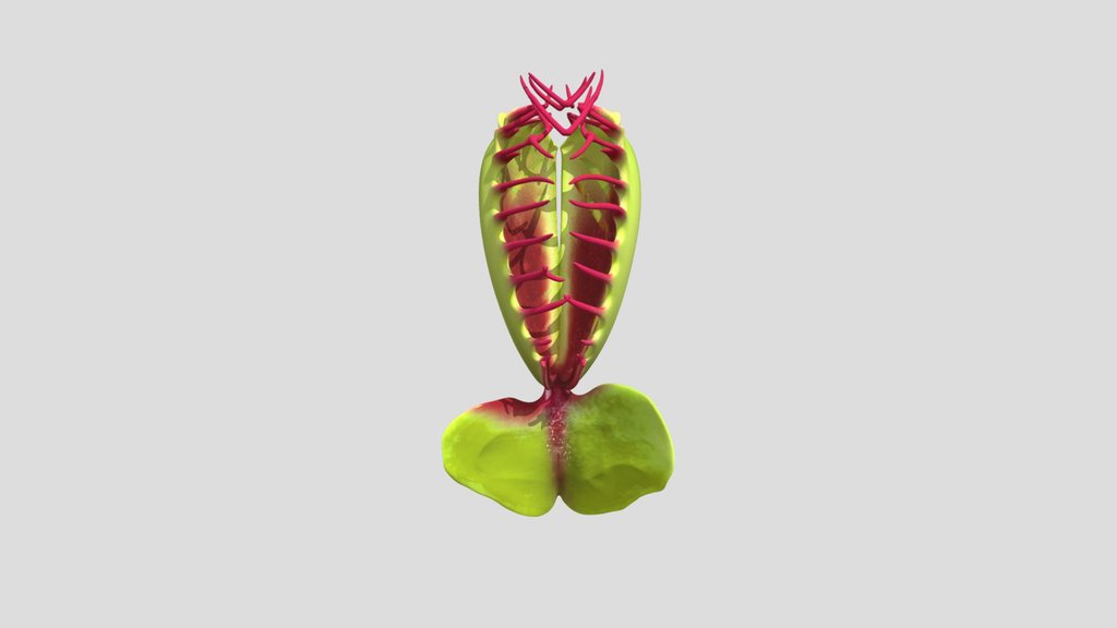 venus fly trap