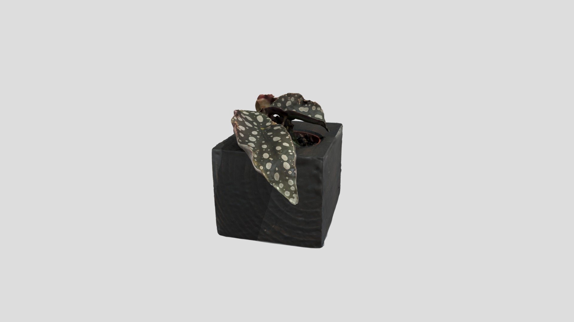 Begonia maculata