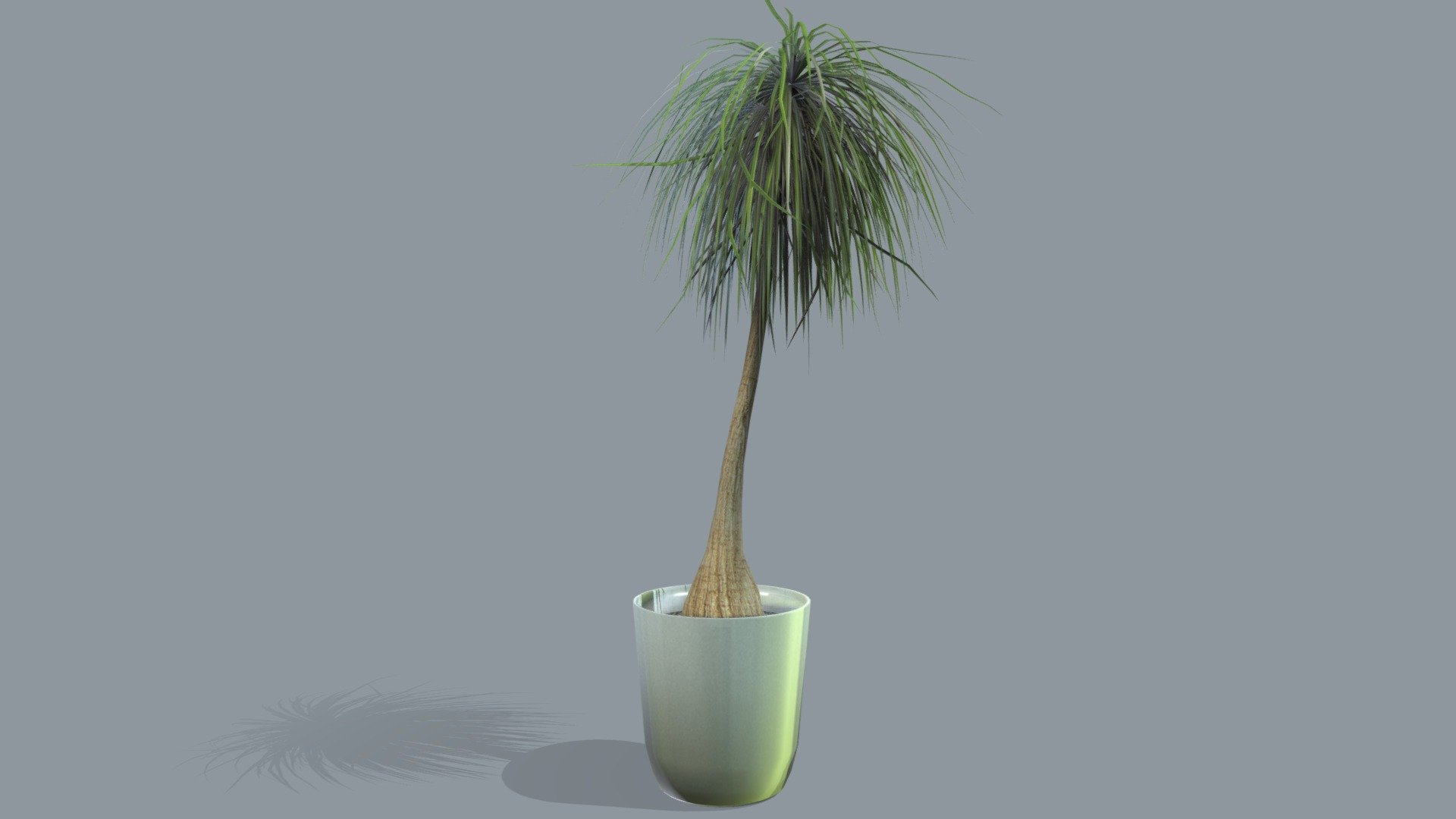 Beaucarnea Recurvata Office Home Interior Plant - Buy Royalty Free 3D ...