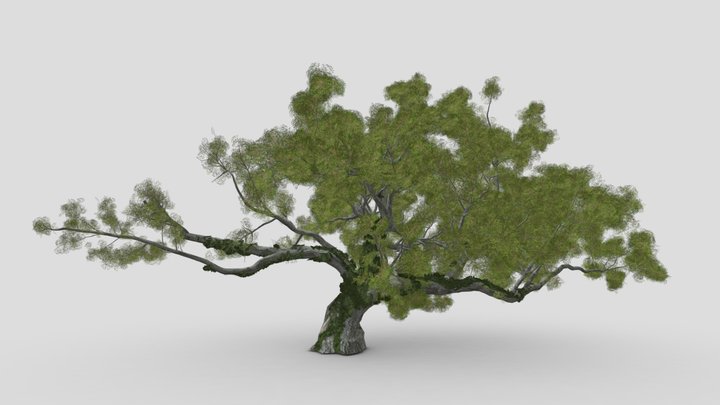Live Oak by Ivy 3D Model