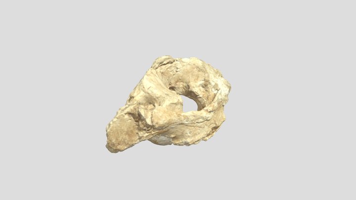 Mammuthus sp. - Cervical vertebra 3D Model
