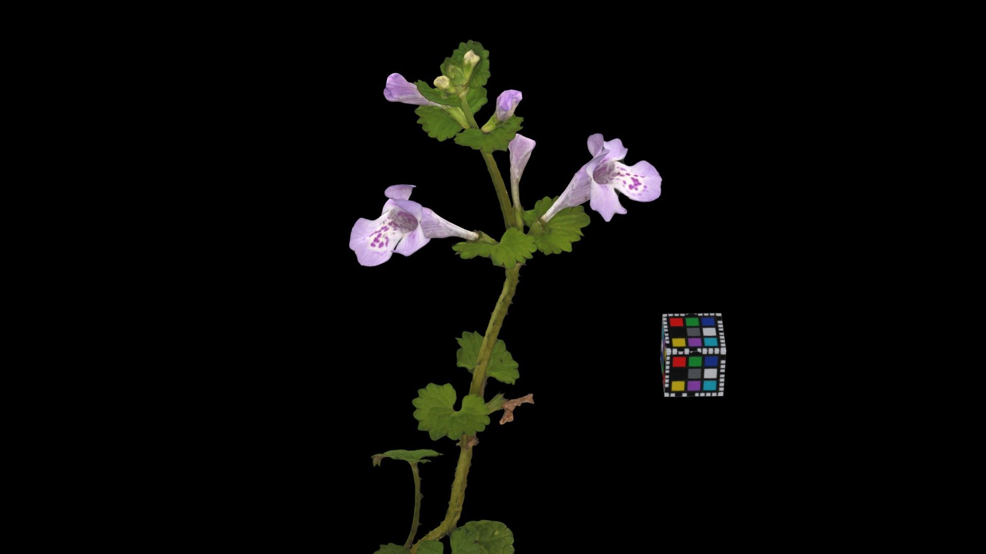 カキドオシ Ground Ivy, Glechoma hederacea