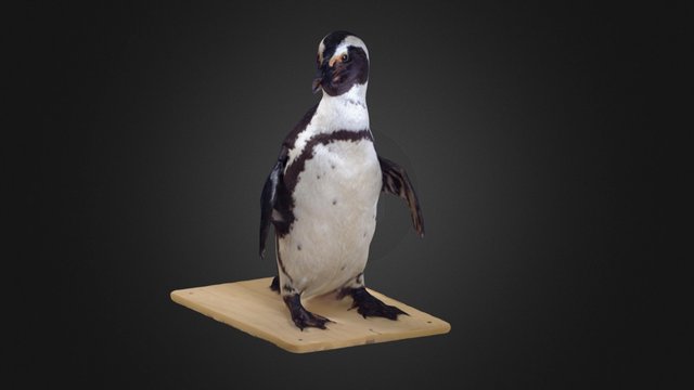 Black-footed Penguin 3D Model