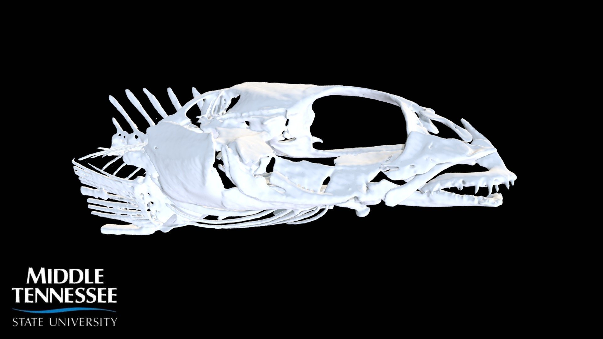 Naked sand darter - Ammocrypta beani 1/2 skull