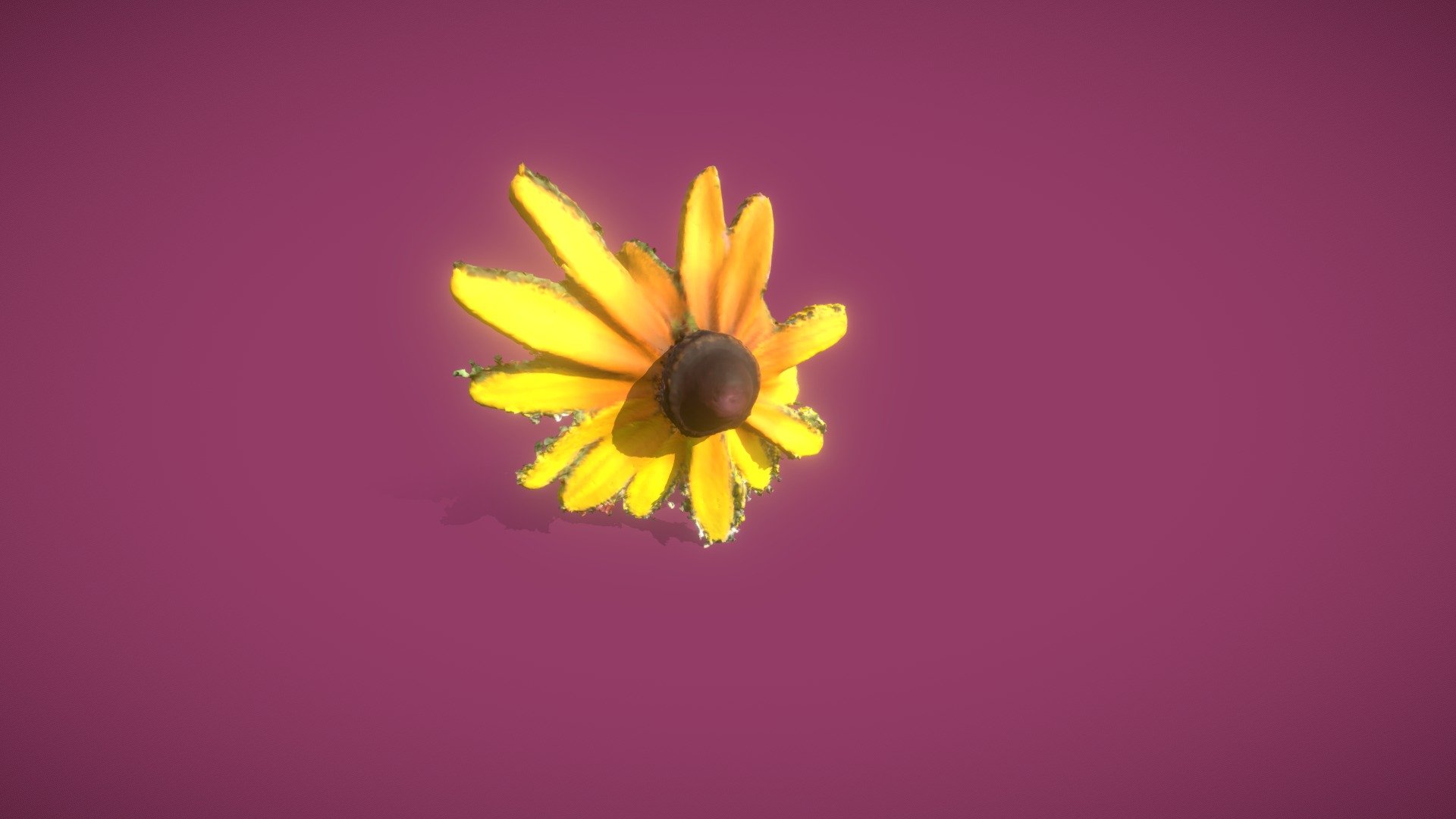 Black-eyed Susan