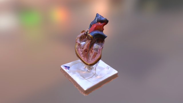 heart model 3D Model