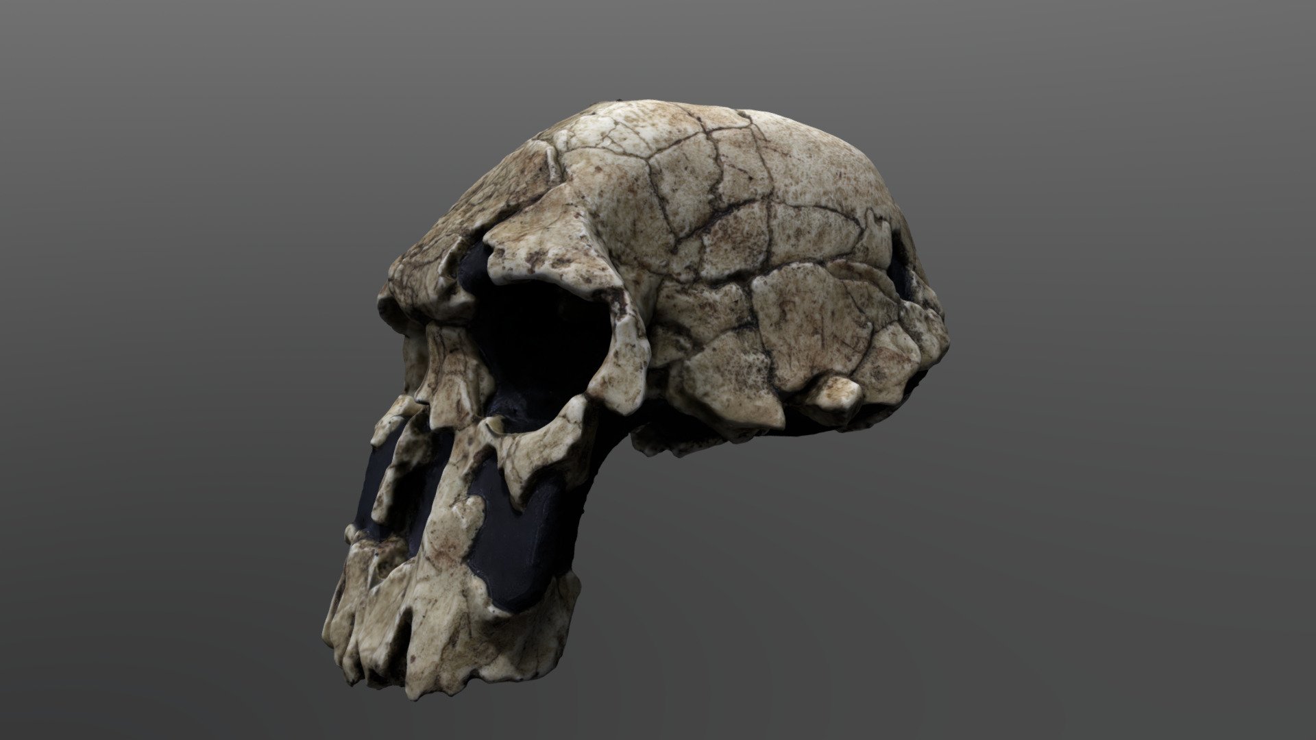 Homo rudolfensis Cranium (KNM-ER 1470)