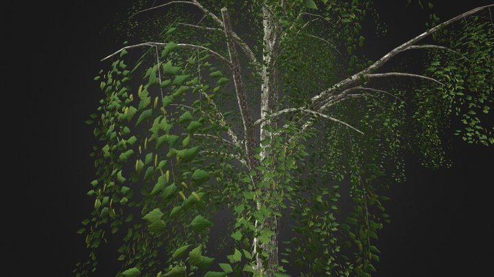 Birch_tree 3D Model