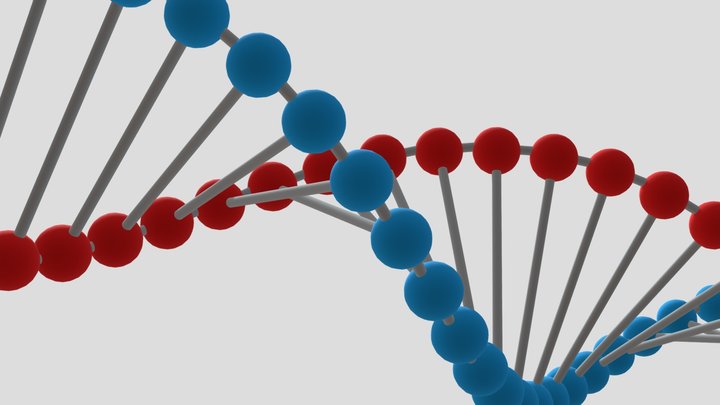DNA double helix 3D Model