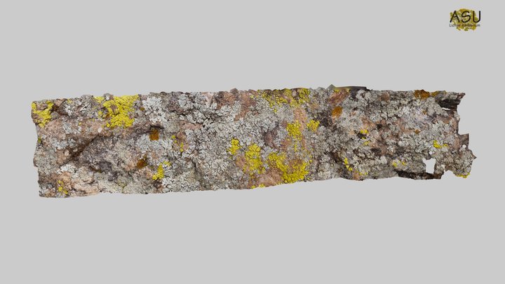 Lichens at Boyce Thompson Arboretum (2021-05-17) 3D Model