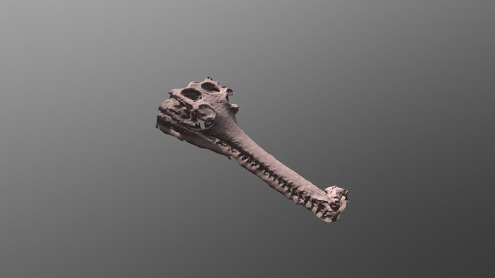 Gharial Skull 3D Model
