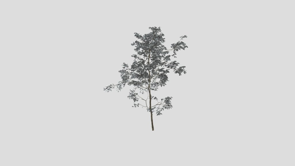 Combretum Molle Tree V2