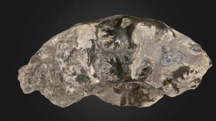 morceau ammonite