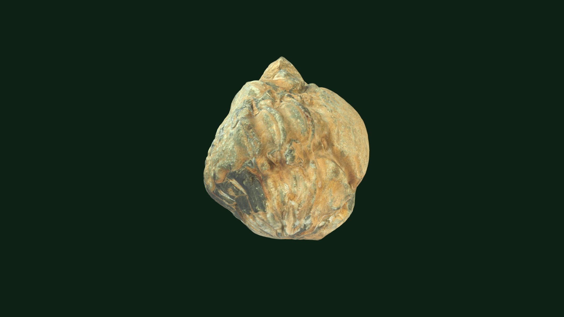 3D model Phacops speculator - This is a 3D model of the Phacops speculator. The 3D model is about a close-up of a planet.