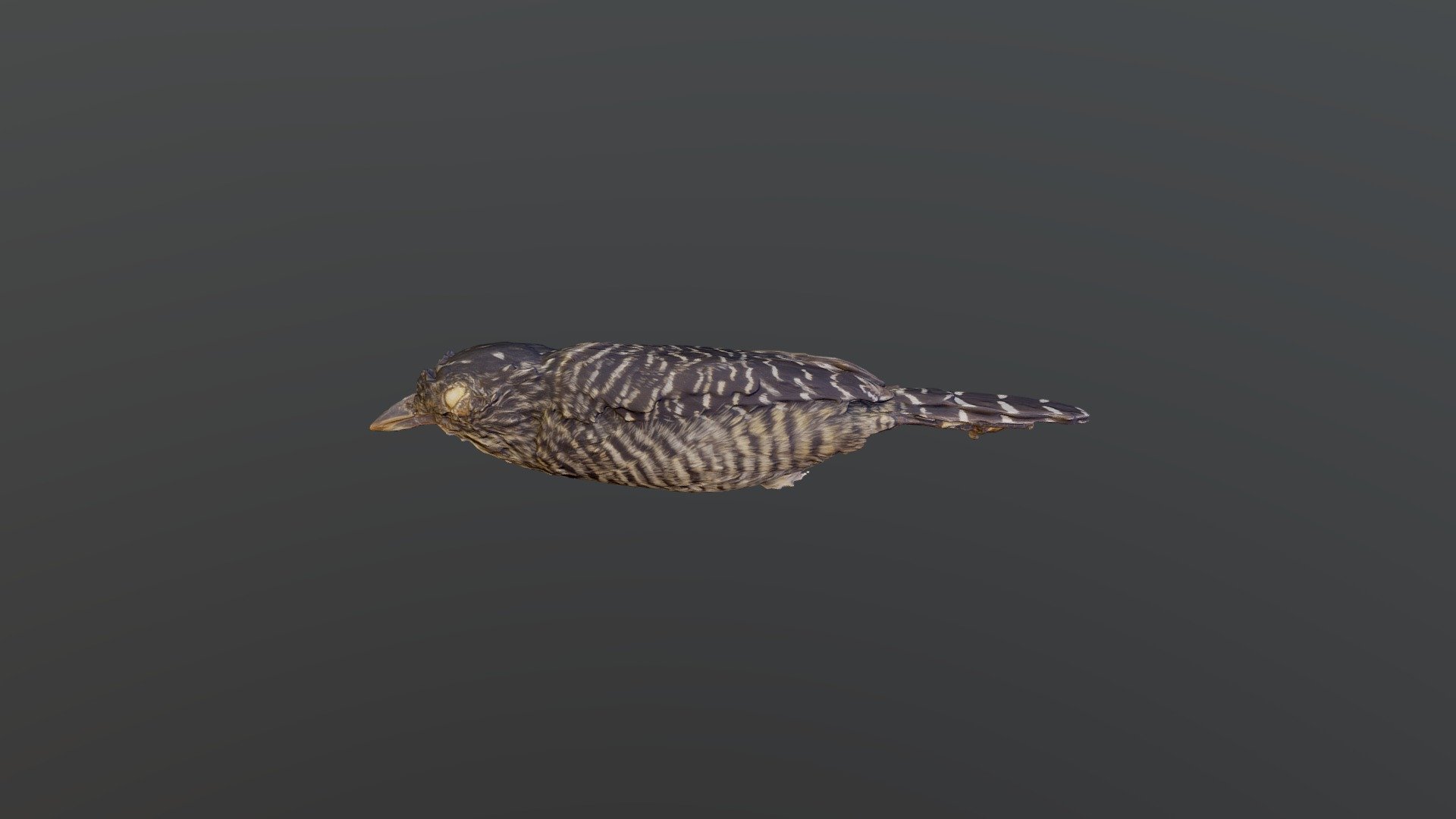 Barred Antshrike - Thamnophilus doliatus