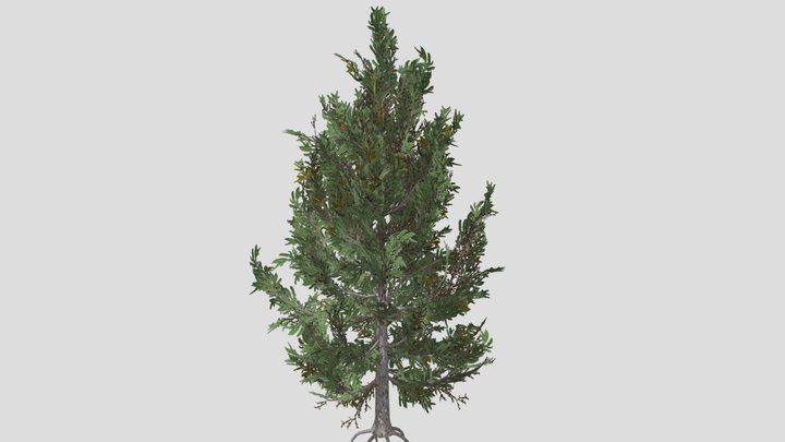 Larch tree – Modello 3D gratuito STL