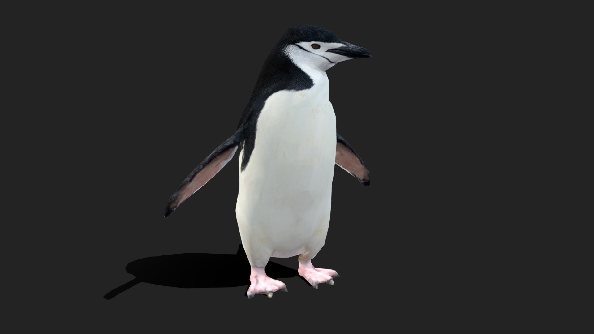 3D model Low Poly Chinstrap Penguin - This is a 3D model of the Low Poly Chinstrap Penguin. The 3D model is about a penguin standing on a black background.