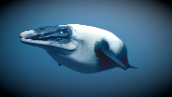 Perucetus colossus 3D Model
