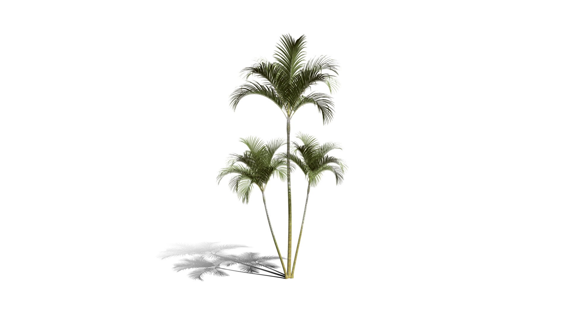 Realistic HD Butterfly palm (14/62) - Buy Royalty Free 3D model by ...