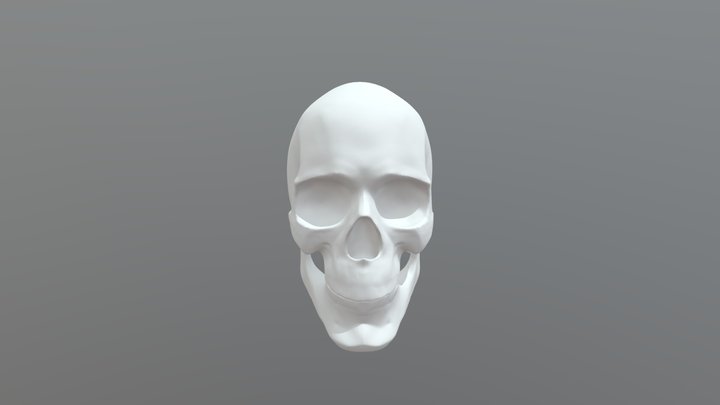 skull 3D Model
