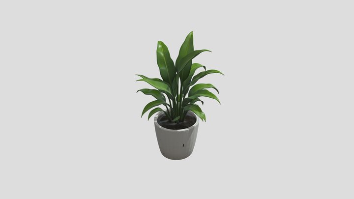 Potted plant