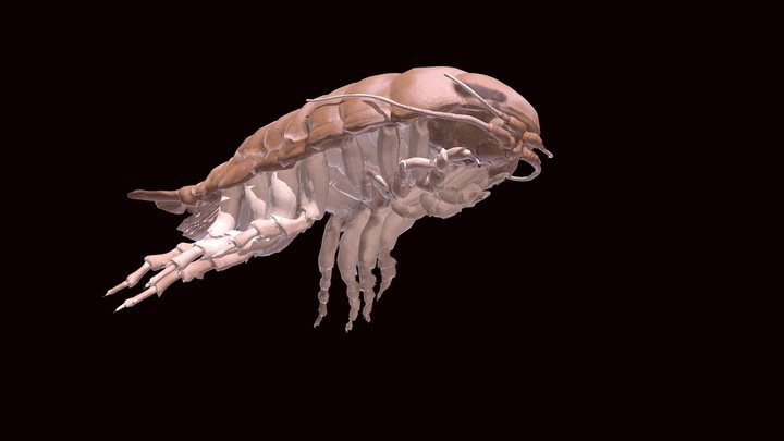 Model 103A: Deep Sea Booralana Isopod – Modelo 3D gratuito STL