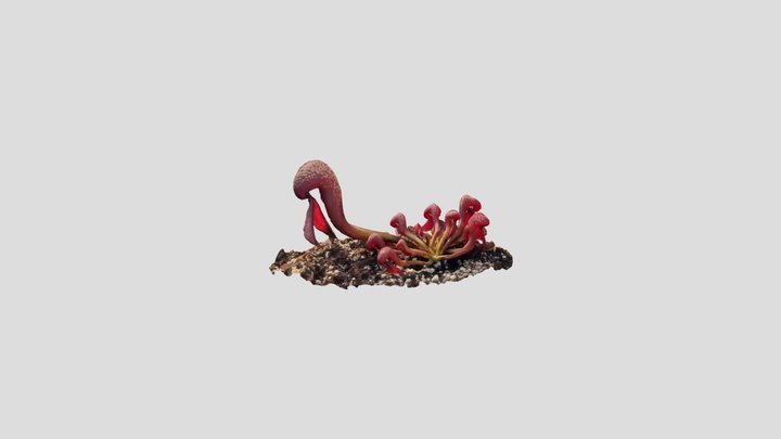 Darlingtonia v2 3D Model