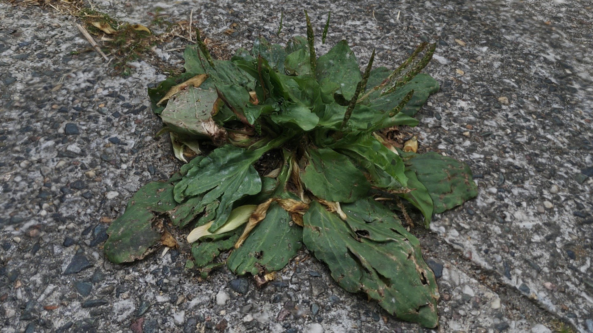 Small plant between the stones Berlin