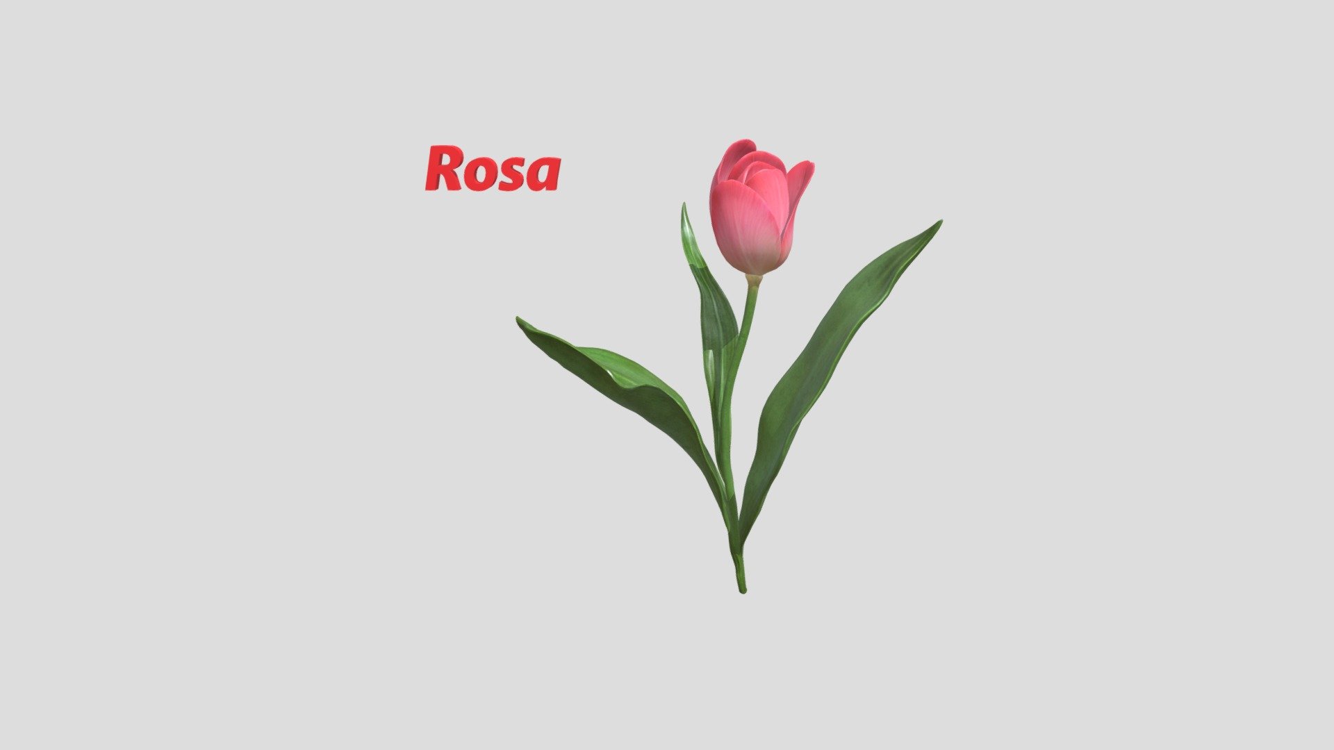 Rosa - 3D model by karlau0102 [d036157] - Sketchfab