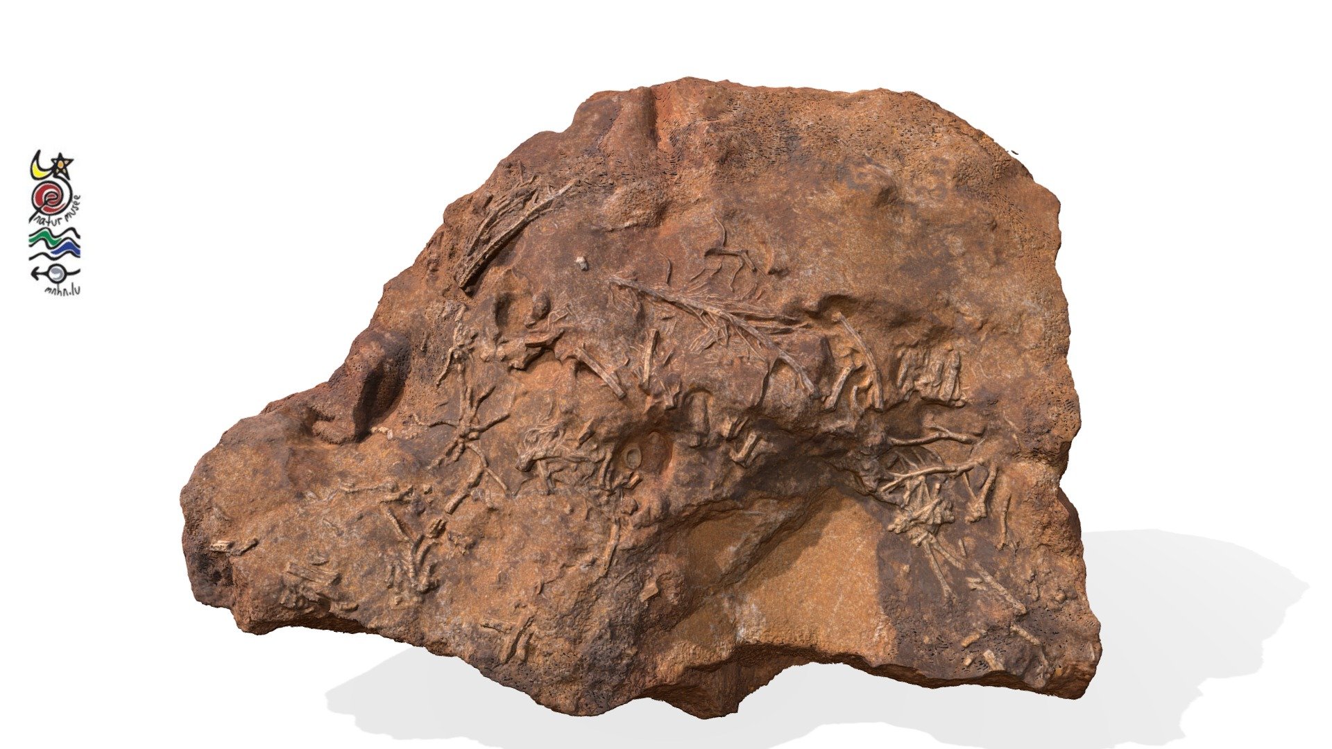 Crinoidea DOT514