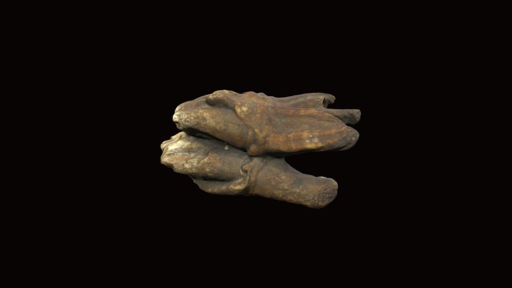 Pleistocene Hippopotamus Tooth