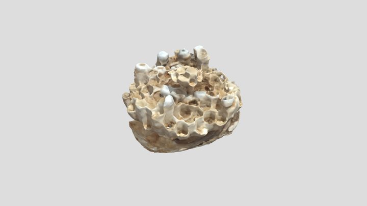 Wasp nest 3D Model