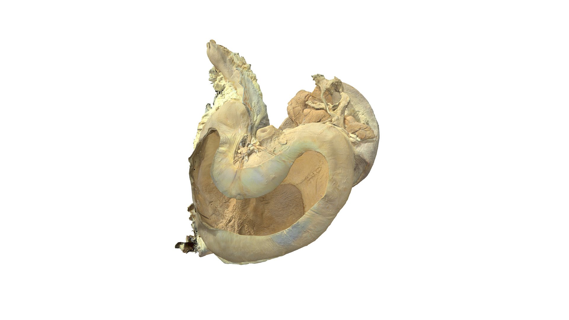 Horse, Stomach, Spleen (Plastinate) 3D model by Vetanat.UZH [d0424e0