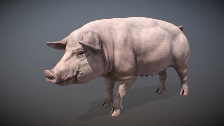 Animalia - Pig (female) 3D Model
