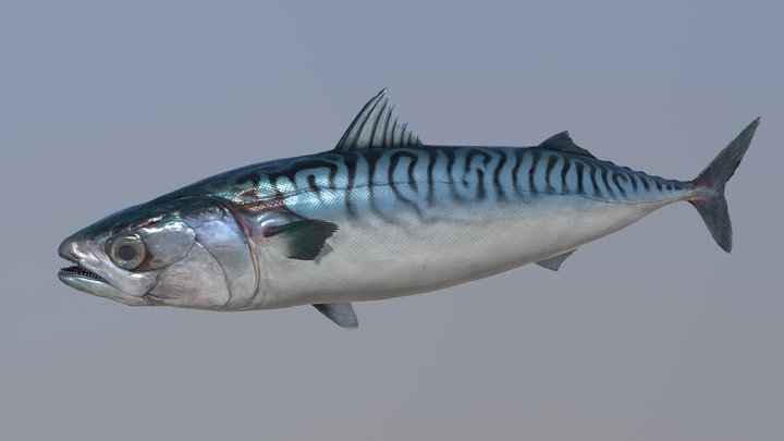 Mackerel 3D Model